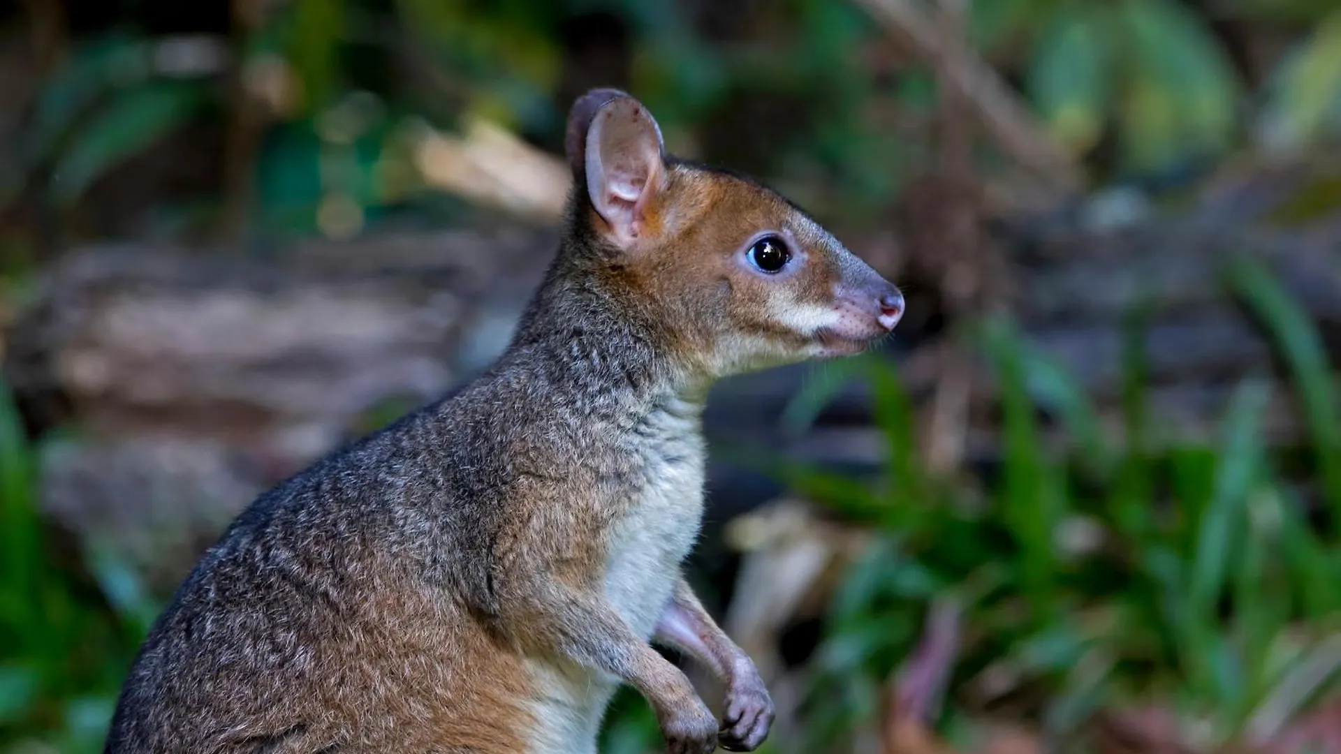 Chambers Wildlife Rainforest Lodges Lake Eacham 0*,  Austrálie