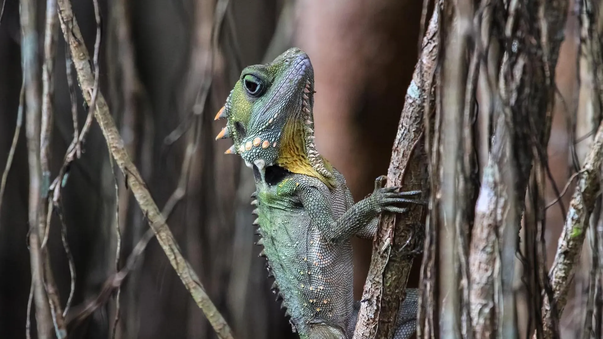 Chambers Wildlife Rainforest Lodges Lake Eacham