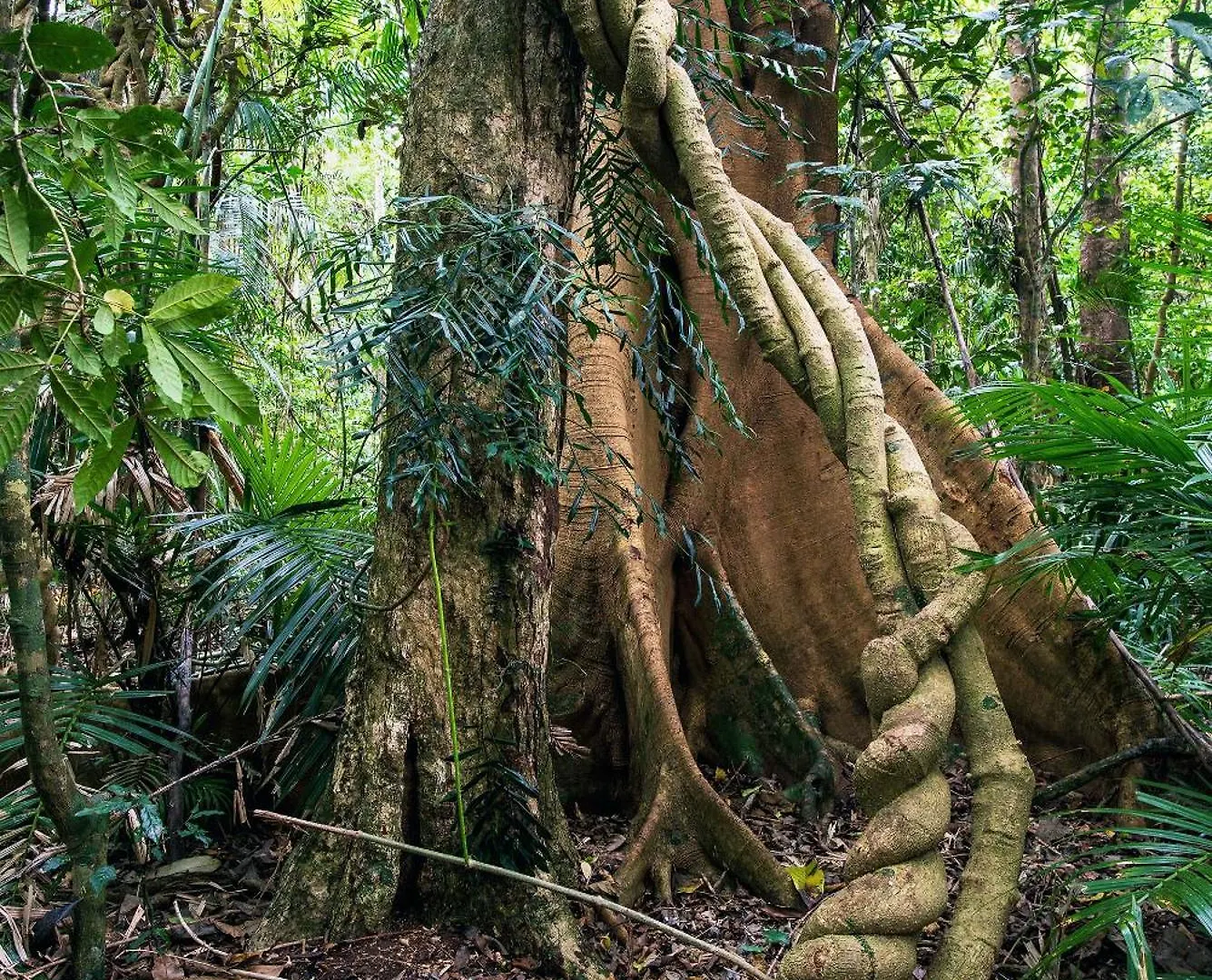 Chambers Wildlife Rainforest Lodges Lake Eacham